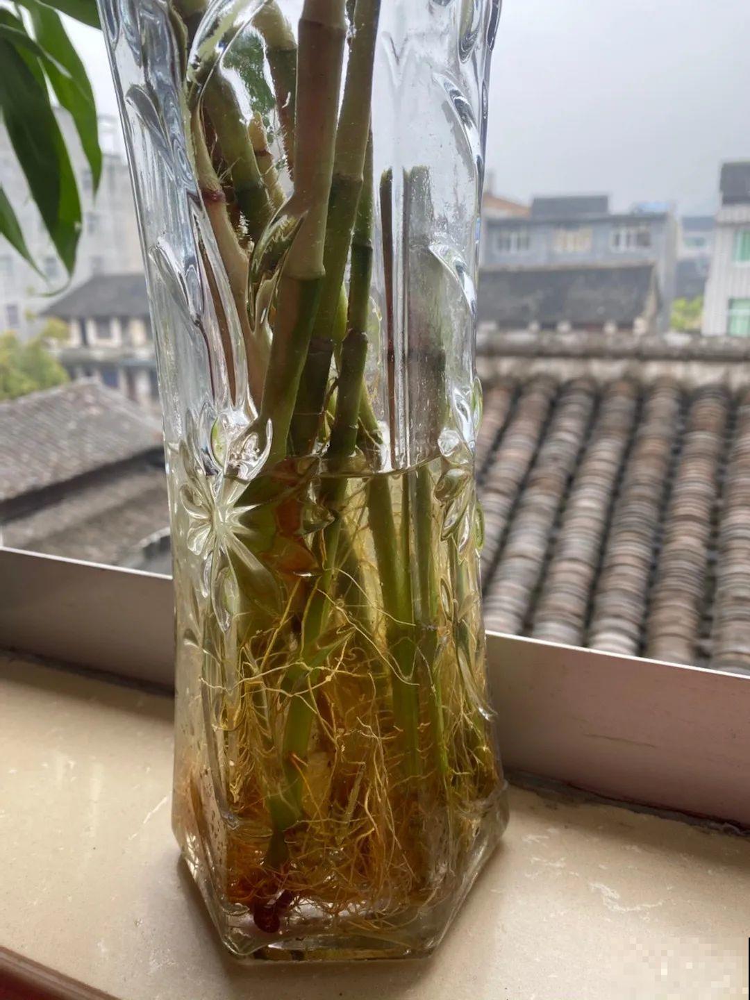 花盆里埋一捆电线，竟然再也不黄叶，花还蹭蹭开爆！