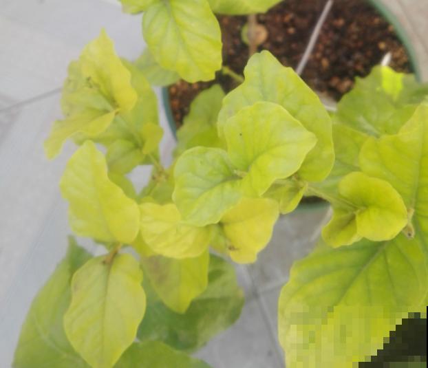 叶子发黄,灌点“补铁水”,7天恢复绿油油! 叶子发黄,灌点“补铁水”,7天恢复绿油油!