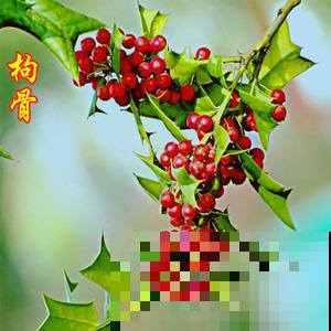 农村最奇特的植物，叶子长满刺，种门口可以防贼！