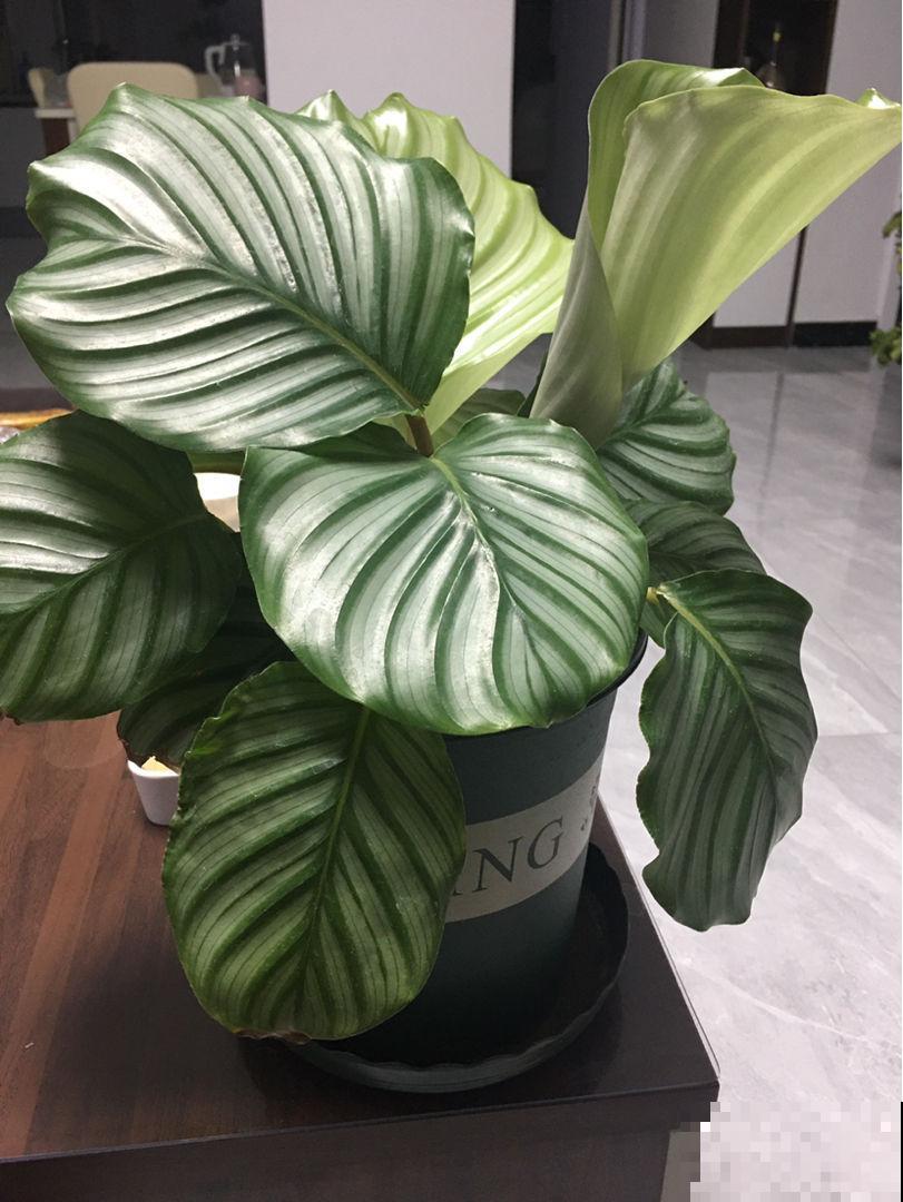 家里摆这3种花,气质好、有格调,客人来了都夸好! 家里摆这3种花,气质好、有格调,客人来了都夸好!