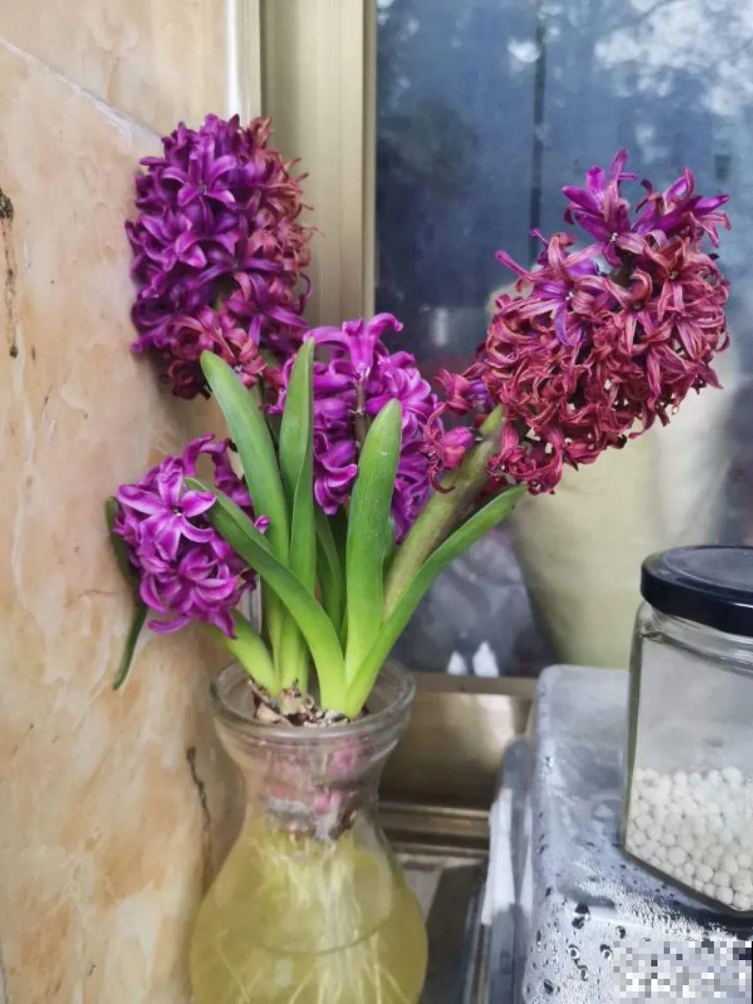 5种花,卧室不能养,离太近都不好! 5种花,卧室不能养,离太近都不好!