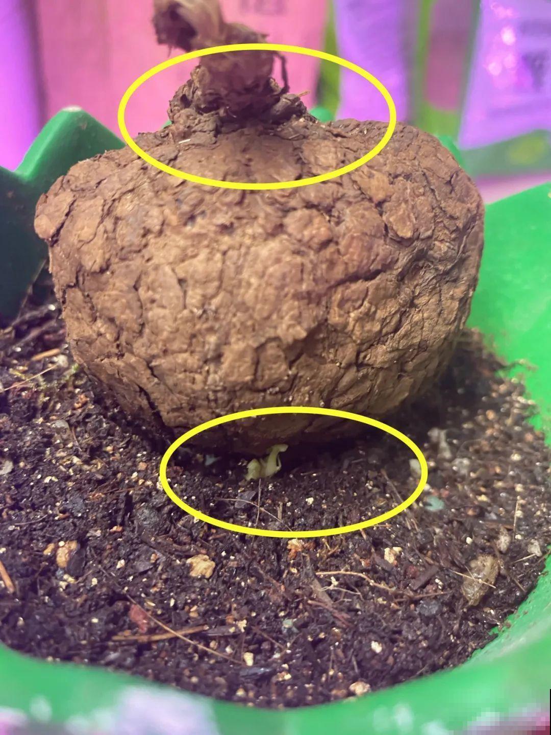 大土豆埋土里,2个月变成绿窗帘,1个月不浇水照样活! 大土豆埋土里,2个月变成绿窗帘,1个月不浇水照样活!