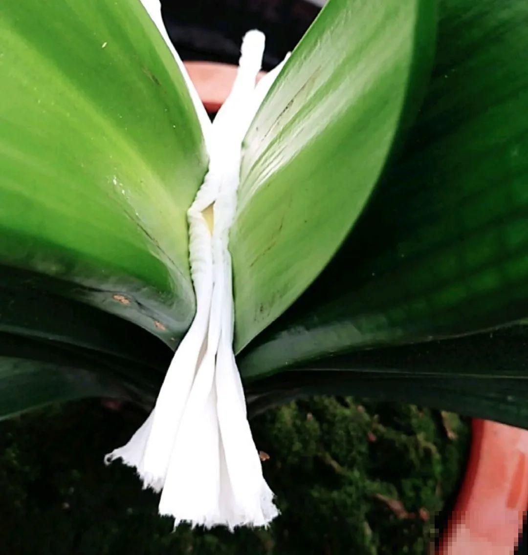 10种花,夏天怕淋雨,下雨赶紧搬进屋! 10种花,夏天怕淋雨,下雨赶紧搬进屋!