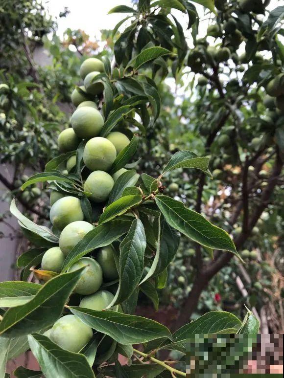 女儿辞职，回家养花，老爸说：15亩地，你负责养花，我负责蔬果！