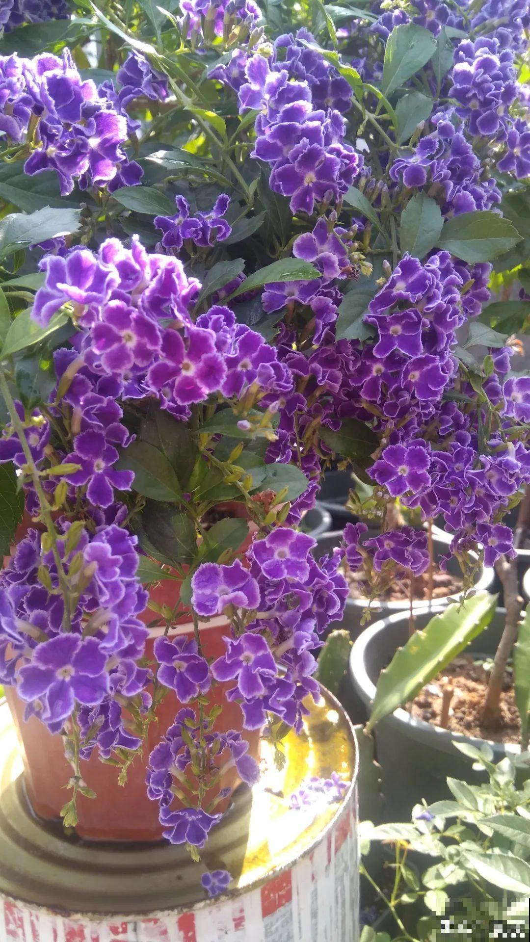 10种花,不怕风吹雨淋,不怕暴晒干旱,四季爆开花,堪称花坚强! 10种花,不怕风吹雨淋,不怕暴晒干旱,四季爆开花,堪称花坚强!