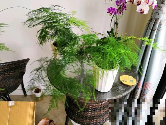 家里摆这3种花,气质好、有格调,客人来了都夸好! 家里摆这3种花,气质好、有格调,客人来了都夸好!