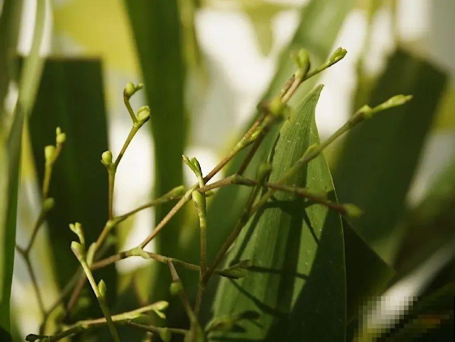 公认最好养的兰花,一次开花1000朵,满屋子兰香! 公认最好养的兰花,一次开花1000朵,满屋子兰香!