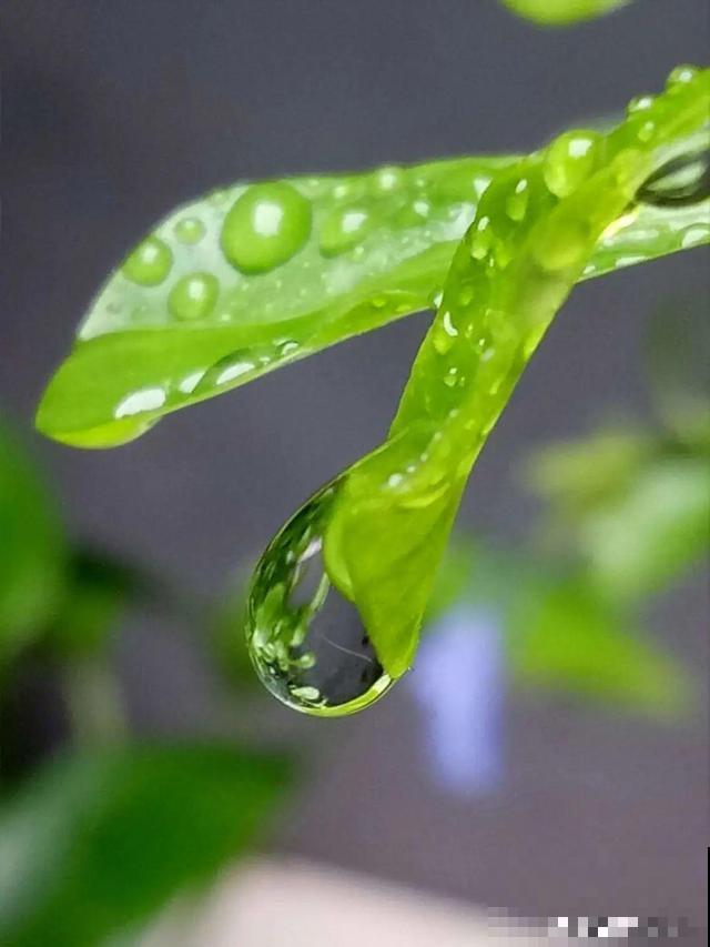 路边这些草，居然都是杀虫剂，赶紧薅一把养花用！