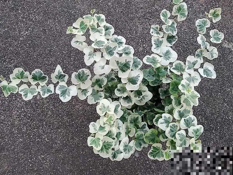 12种花，堪称“耐阴王”，比绿萝好看一万倍！