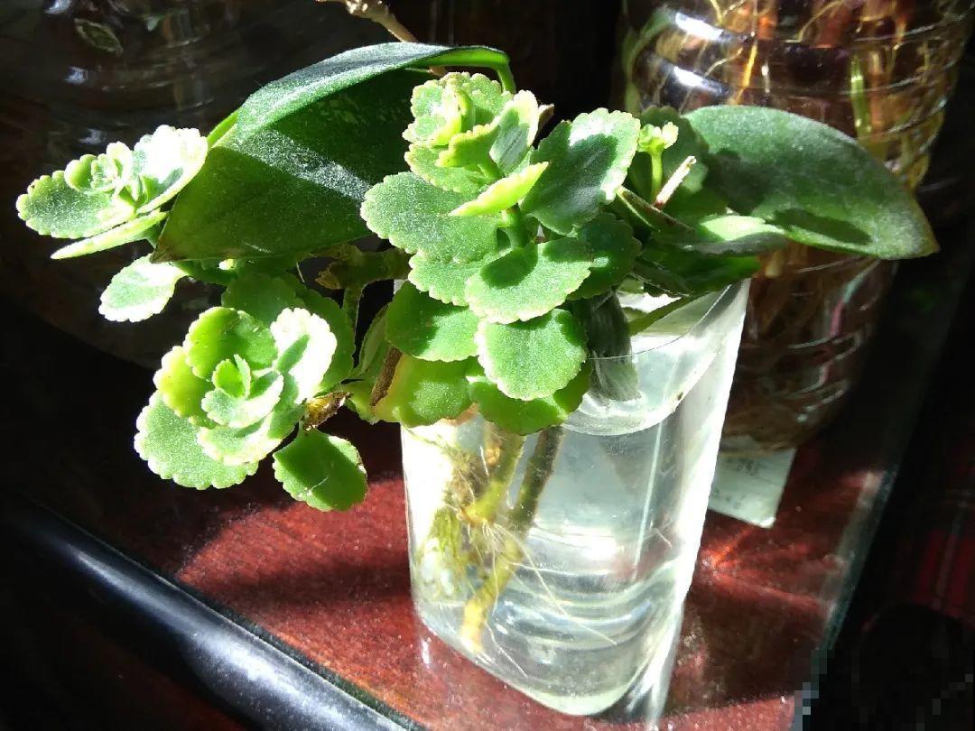 现在开花不一定是好事,赶紧剪掉,才能正常活 现在开花不一定是好事,赶紧剪掉,才能正常活