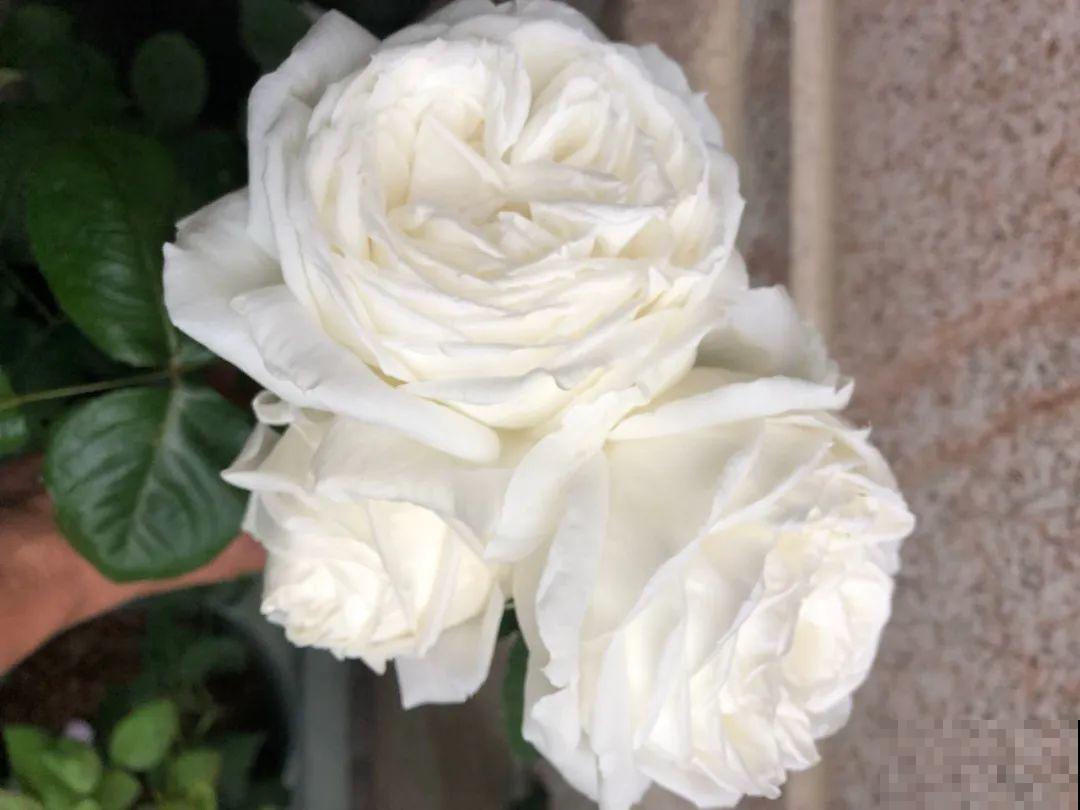 荷花明明美上天，为啥不能在家养？