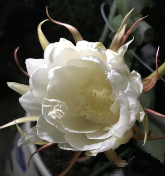 搬个椅子守了一晚上,就为了看昙花,我真是太拼了! 搬个椅子守了一晚上,就为了看昙花,我真是太拼了!