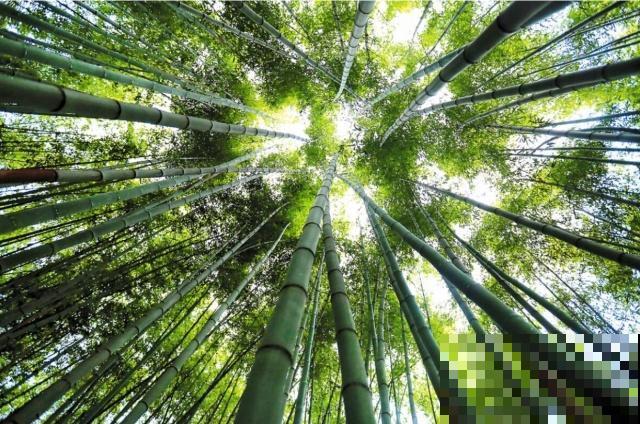 植物界2大成功定律:荷花定律、竹子定律! 植物界2大成功定律:荷花定律、竹子定律!