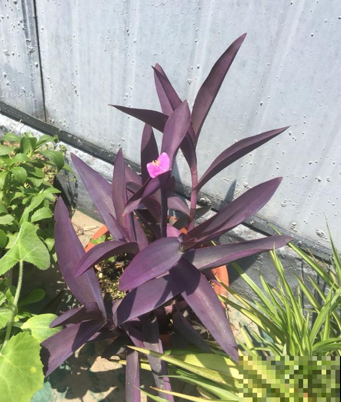 路边常见的4种花，名字里带梅，却不是梅花！