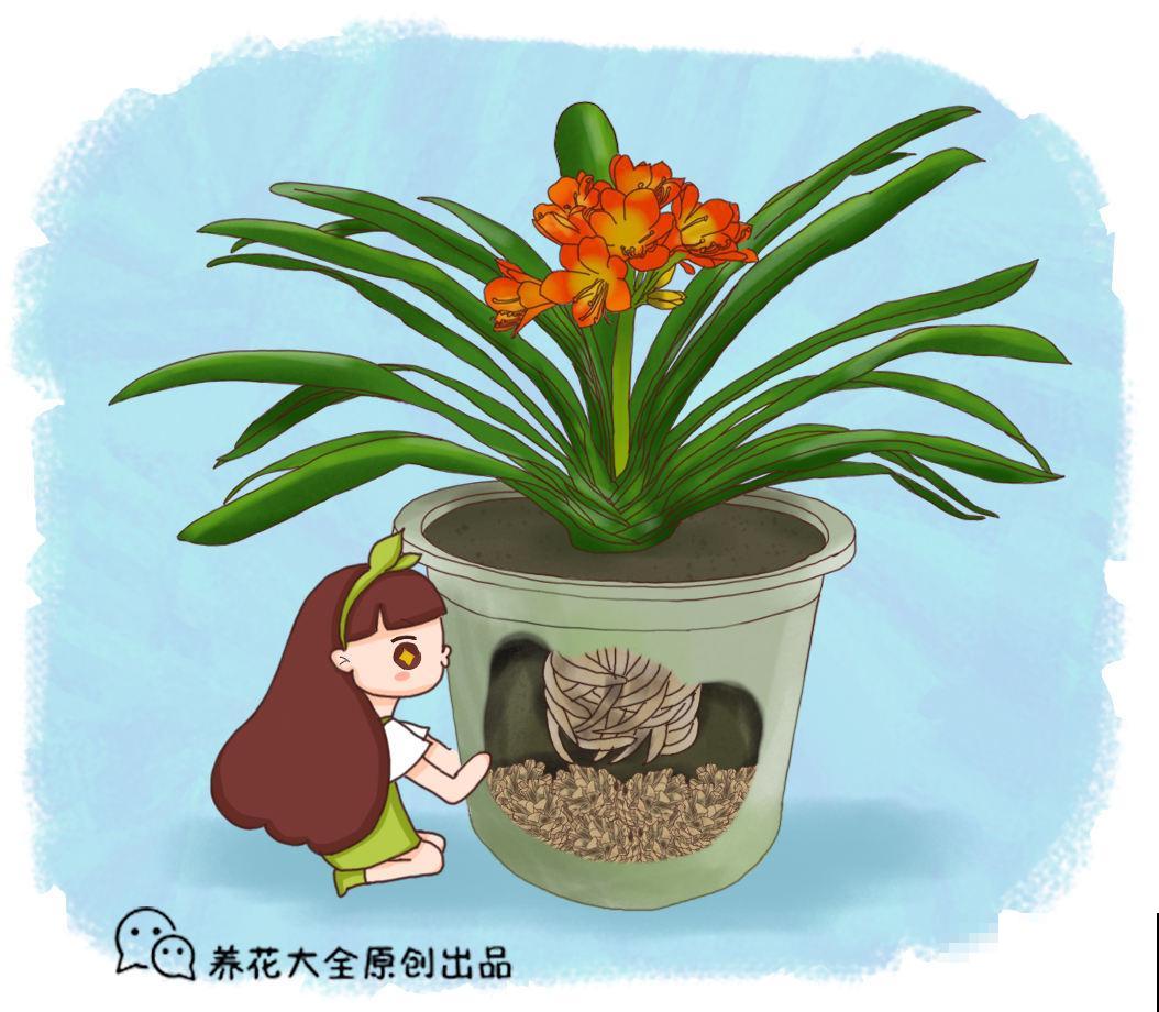 君子兰的大白根，就得喂点花生才长得更好，根系粗得像萝卜