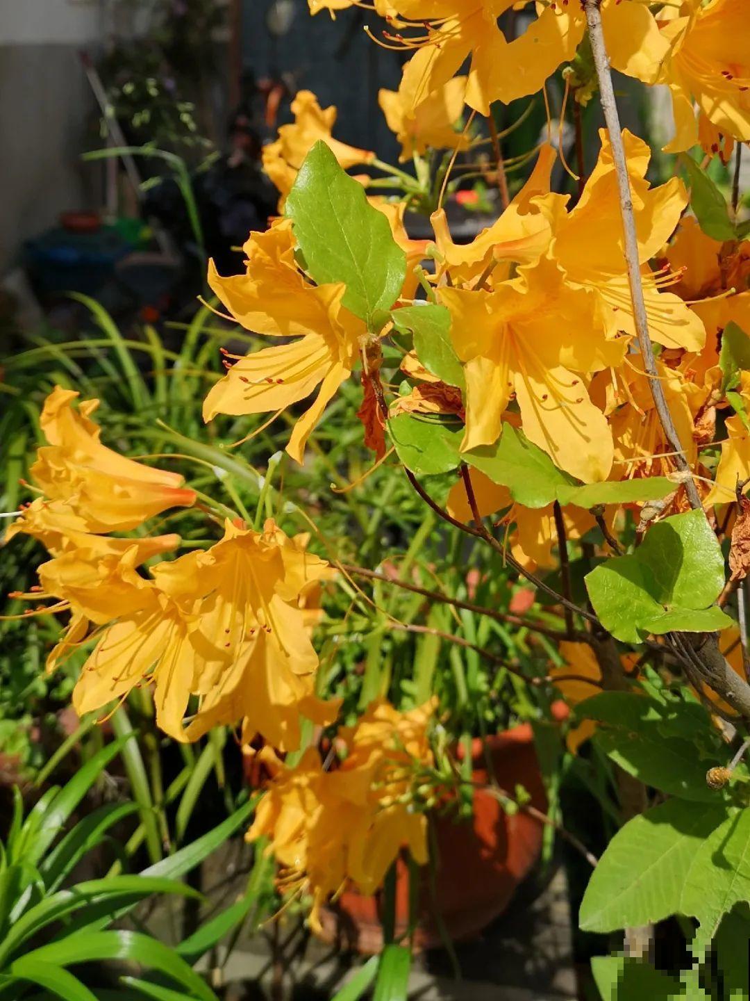 5种花,卧室不能养,离太近都不好! 5种花,卧室不能养,离太近都不好!