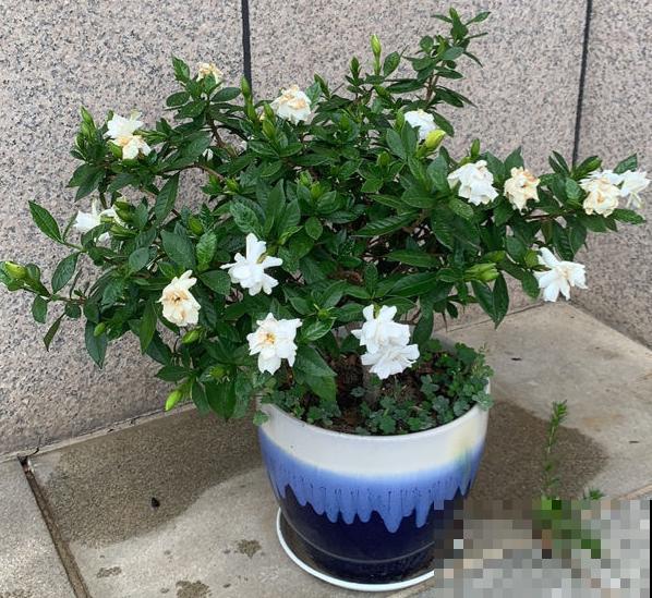 今日入伏,养花别做3件事,不然分分钟枯死! 今日入伏,养花别做3件事,不然分分钟枯死!