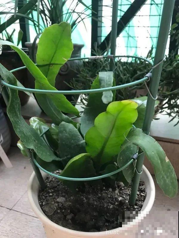 1种花只在夜里开，一次能开50朵，摘下来炒鸡蛋特香！