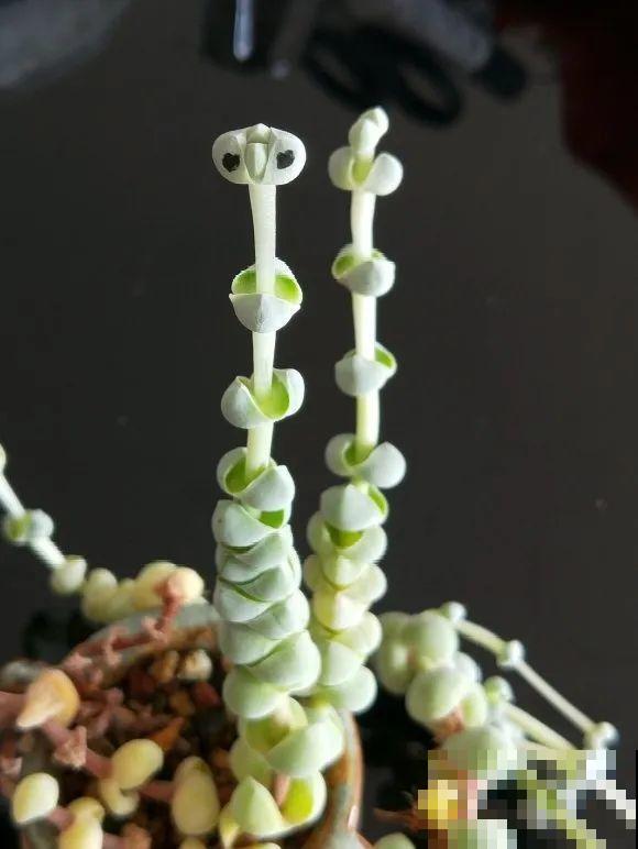 5种花不能长太高，一长高就砍，否则再也不开花！