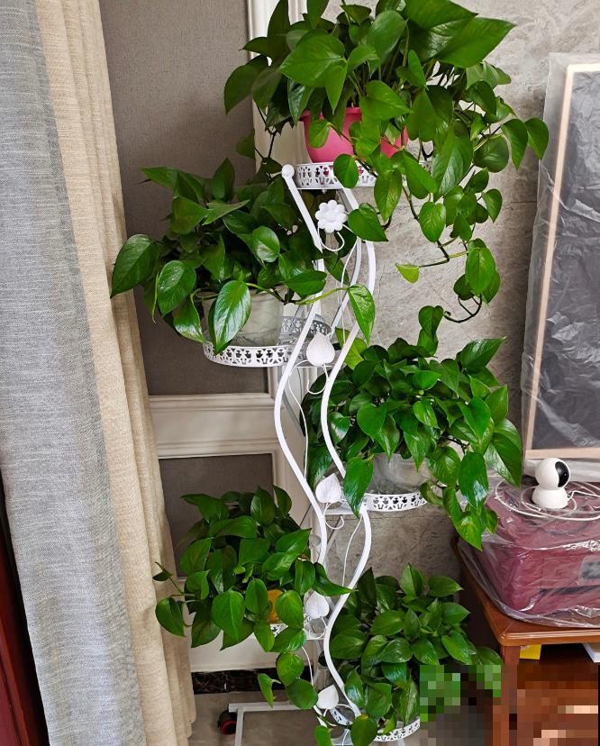 家里有这6种花,赶紧擦点啤酒,叶子长得黑绿油亮! 家里有这6种花,赶紧擦点啤酒,叶子长得黑绿油亮!