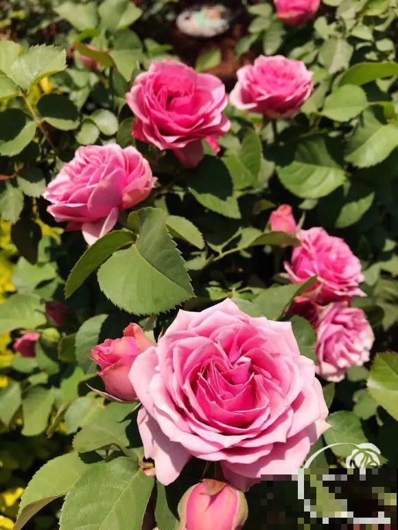 女儿辞职，回家养花，老爸说：15亩地，你负责养花，我负责蔬果！