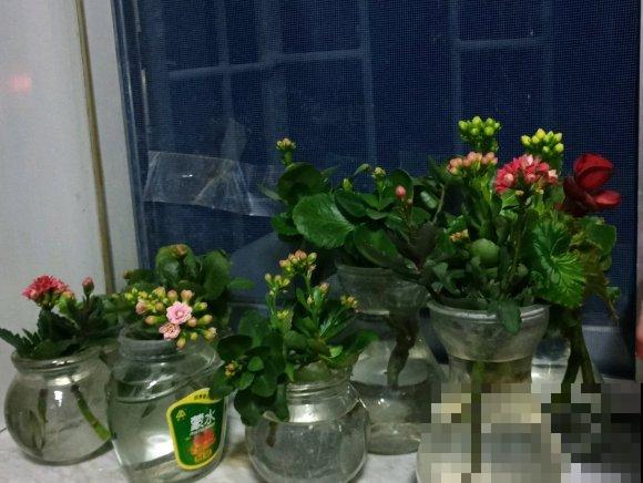 这3种花,水培比土培好养多了,花苞冒不停! 这3种花,水培比土培好养多了,花苞冒不停!