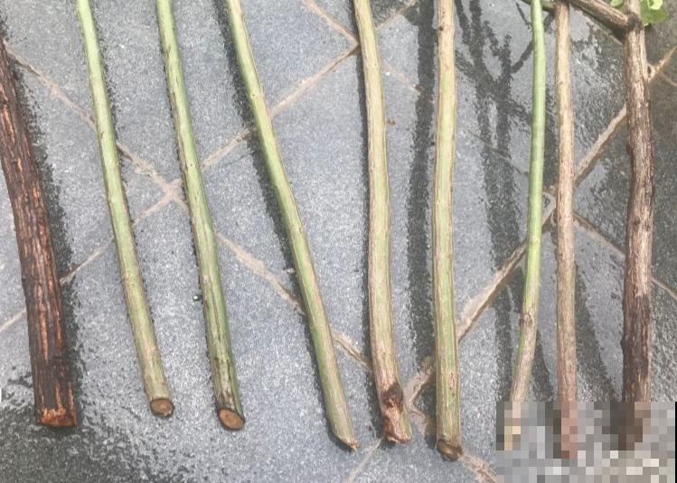 6种花扦插,杆子越粗越好活,根长成大扫把! 6种花扦插,杆子越粗越好活,根长成大扫把!