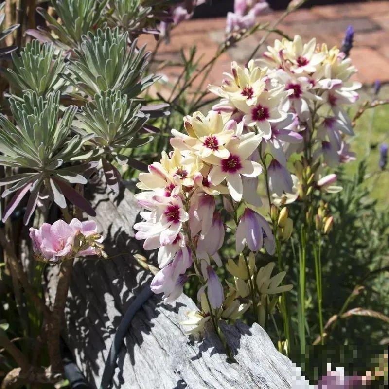 2块钱一盆的花,竟然开出一大片,谁不买亏大了! 2块钱一盆的花,竟然开出一大片,谁不买亏大了!