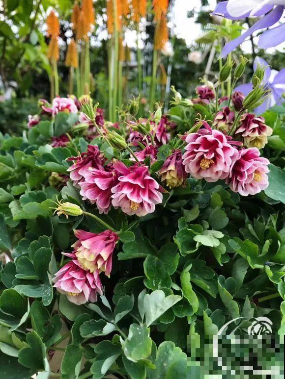 女儿辞职，回家养花，老爸说：15亩地，你负责养花，我负责蔬果！