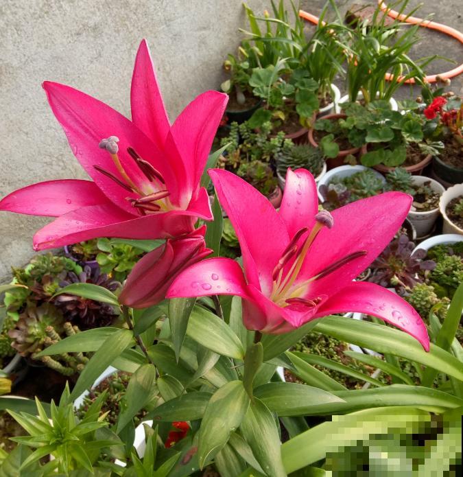 现在别买这种花,种了一年也不开,简直浪费钱! 现在别买这种花,种了一年也不开,简直浪费钱!