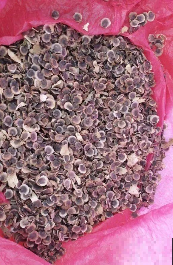 家里养这4种花，呼呼窜2米，开花成一串