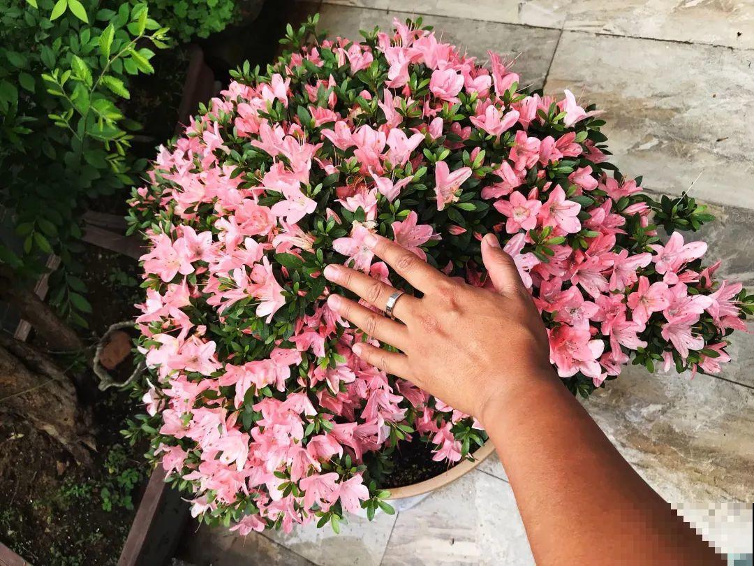 接近两米的天竺葵,比人还高,开花真霸气! 接近两米的天竺葵,比人还高,开花真霸气!