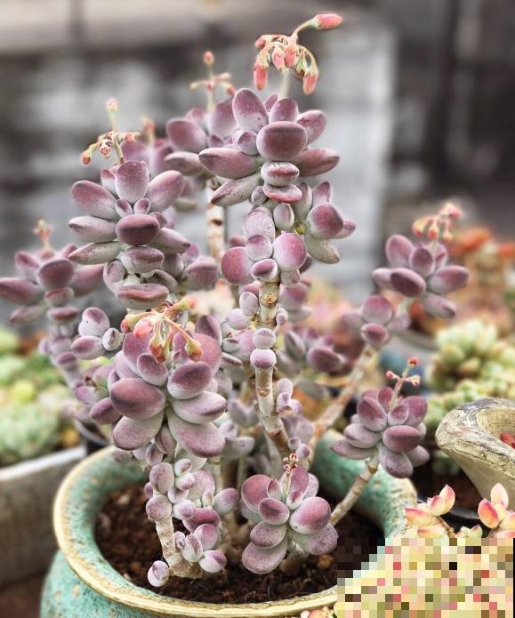 养了5年多肉,从小白变成大神,这些经验送你了! 养了5年多肉,从小白变成大神,这些经验送你了!