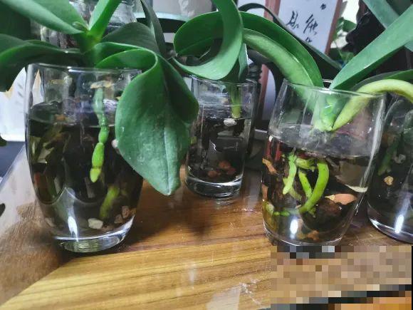 红掌喜欢纯水养，根长成人参，养10年都行！