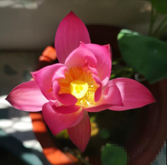 夏天最美的水生花,一个小盆就能养,越晒越好看! 夏天最美的水生花,一个小盆就能养,越晒越好看!