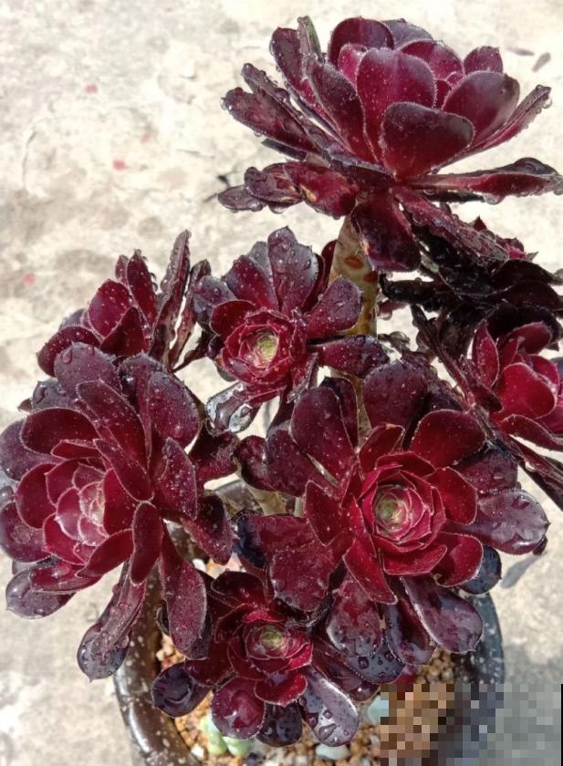 养了5年多肉,从小白变成大神,这些经验送你了! 养了5年多肉,从小白变成大神,这些经验送你了!