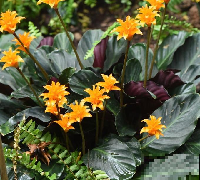 别养绿萝了,这种超级耐阴王,叶子比油画还美! 别养绿萝了,这种超级耐阴王,叶子比油画还美!