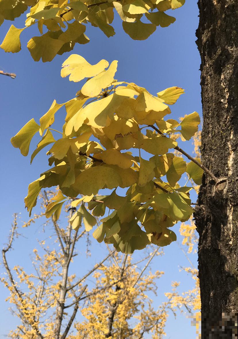 野外的植物不能乱挖,挖到这4种,很有可能会坐牢 野外的植物不能乱挖,挖到这4种,很有可能会坐牢