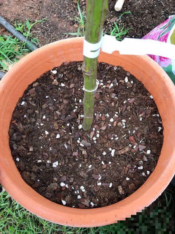 女儿辞职，回家养花，老爸说：15亩地，你负责养花，我负责蔬果！