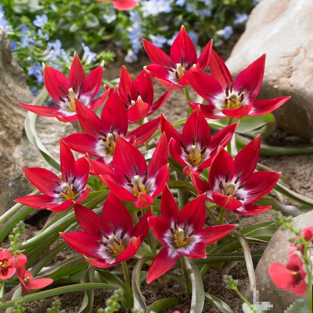 5种冷门花，今年特别流行，从种下到开花只用2个月！