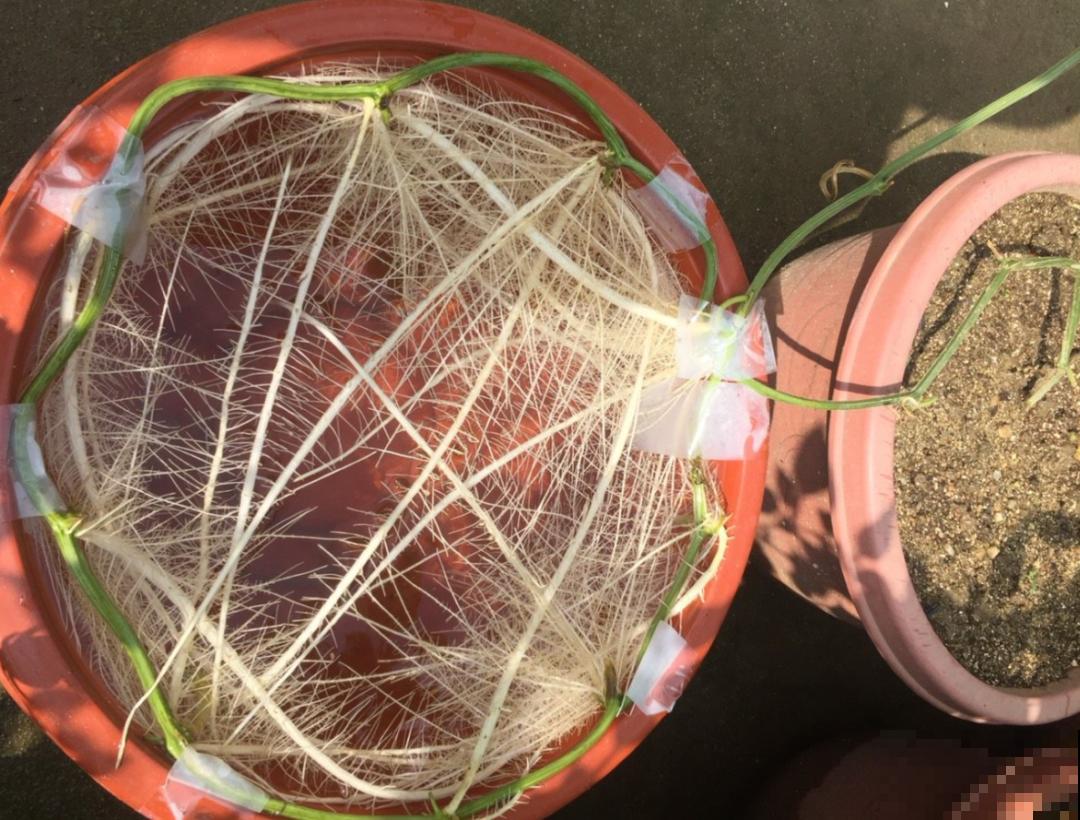 西红柿养成树,1年能结6000斤果,巨无霸第一次见! 西红柿养成树,1年能结6000斤果,巨无霸第一次见!