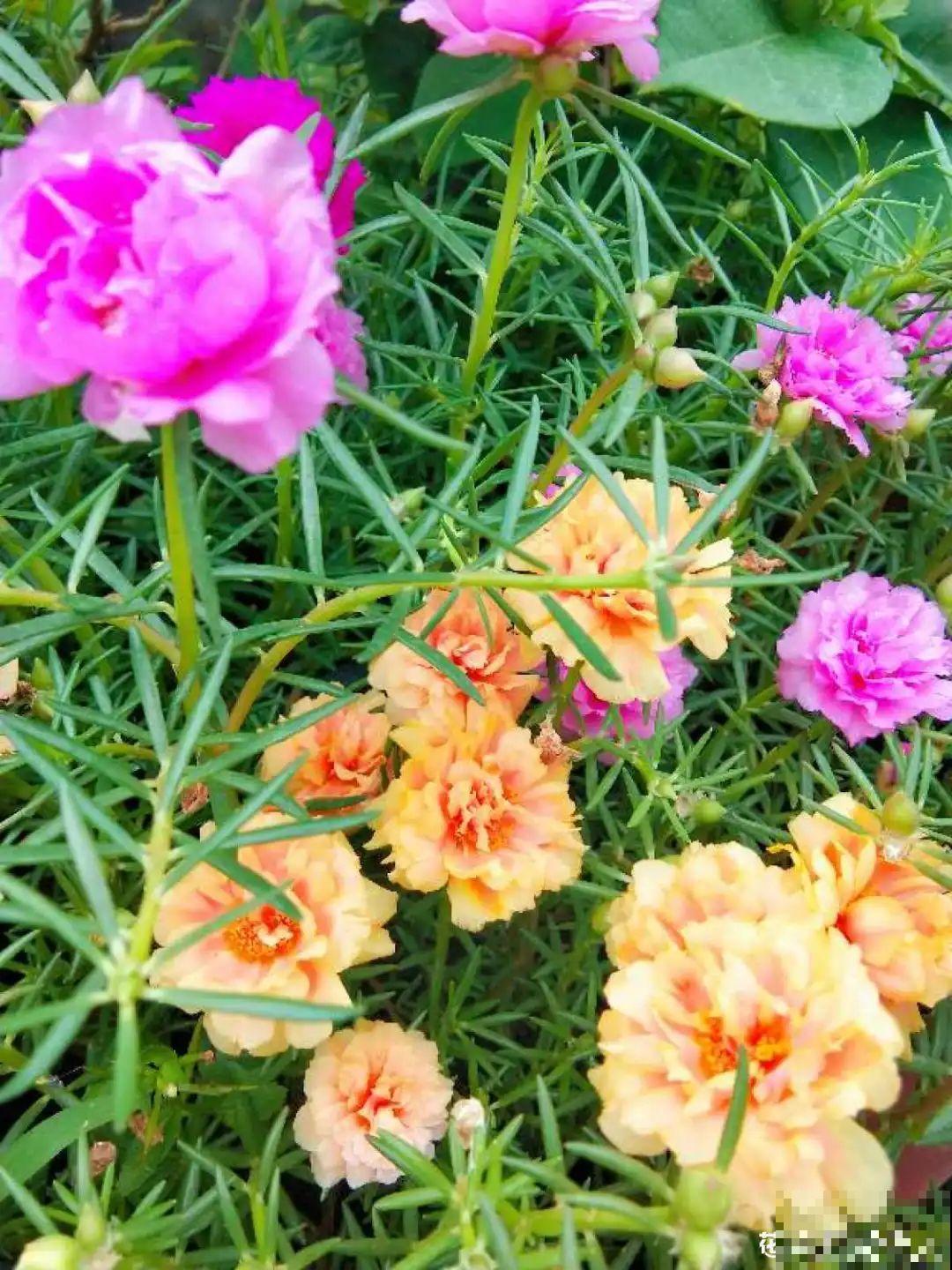 养花要狠得下心,枝条剁八段,呼呼长成新盆栽 养花要狠得下心,枝条剁八段,呼呼长成新盆栽