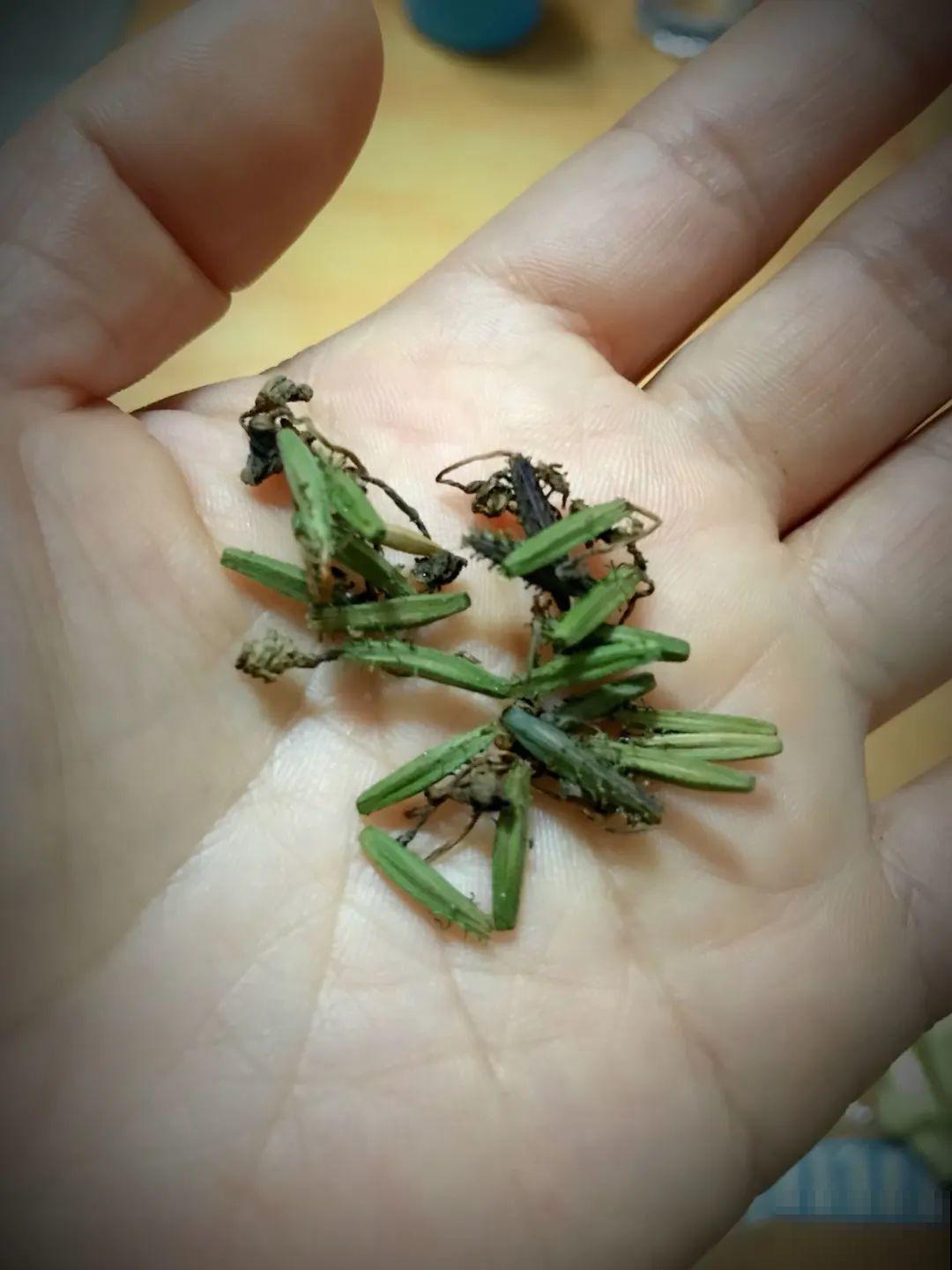 15种花繁殖力强，种子扔土里，呼呼冒出一大片