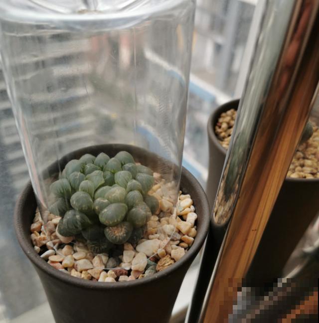 这些多肉都是贵族，一个比一个贵，还个个娇气难养！