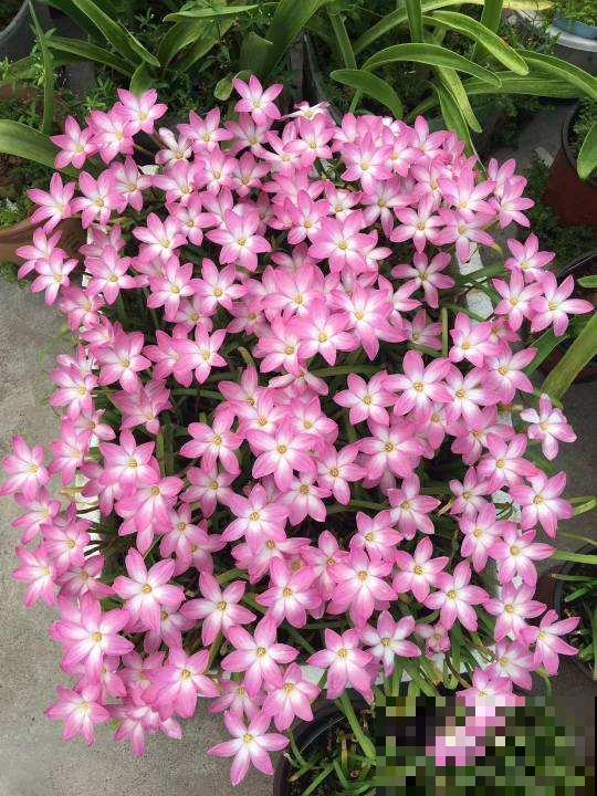 脚踩都不死的花，一开就是一大片，纯属懒人花卉