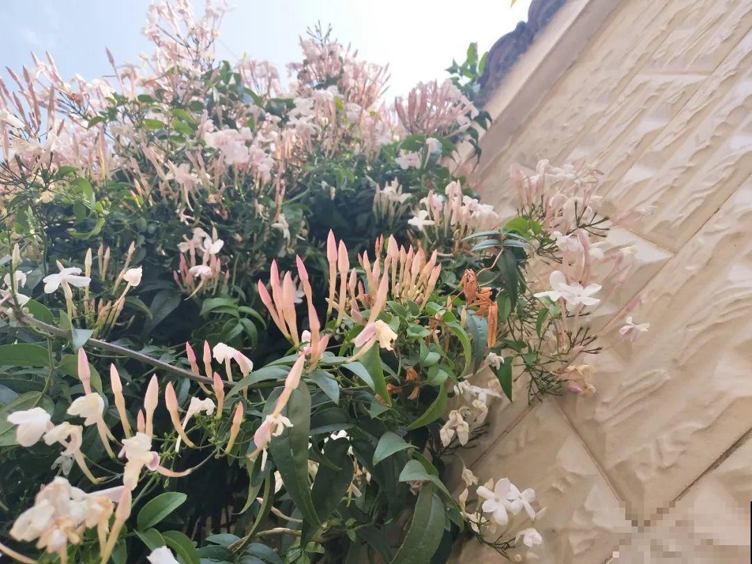 5种花长得特凶猛,房子都被吃掉了! 5种花长得特凶猛,房子都被吃掉了!