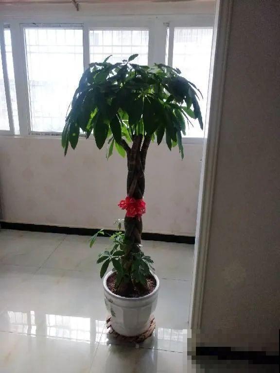 这花3年没浇水，却疯长得把盆撑爆，懒人福利啊！