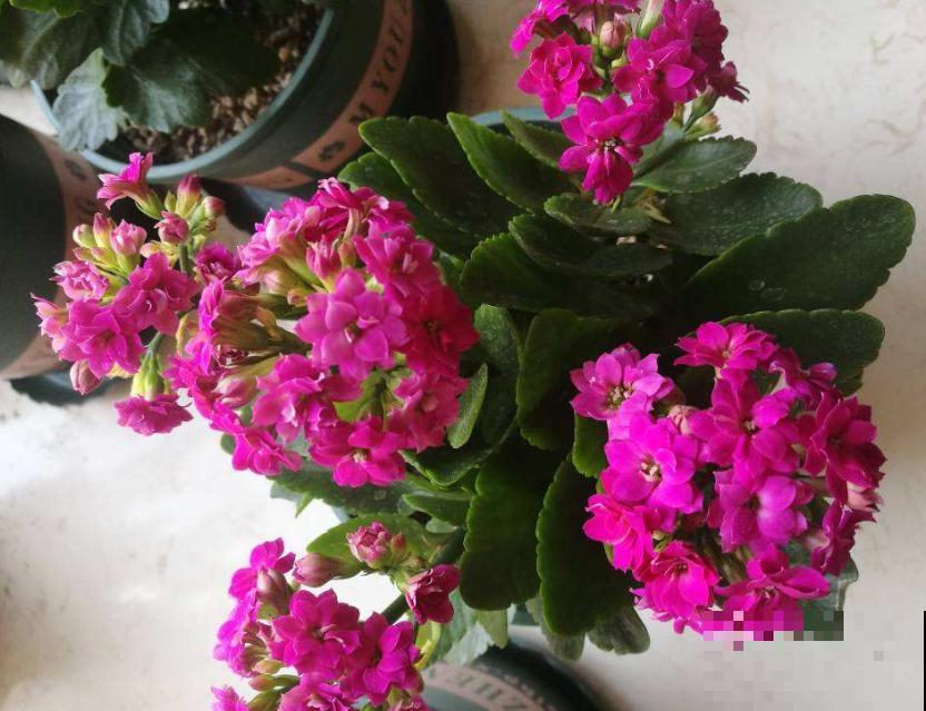 三伏天来了,这4种花赶紧断水,一浇一个死! 三伏天来了,这4种花赶紧断水,一浇一个死!