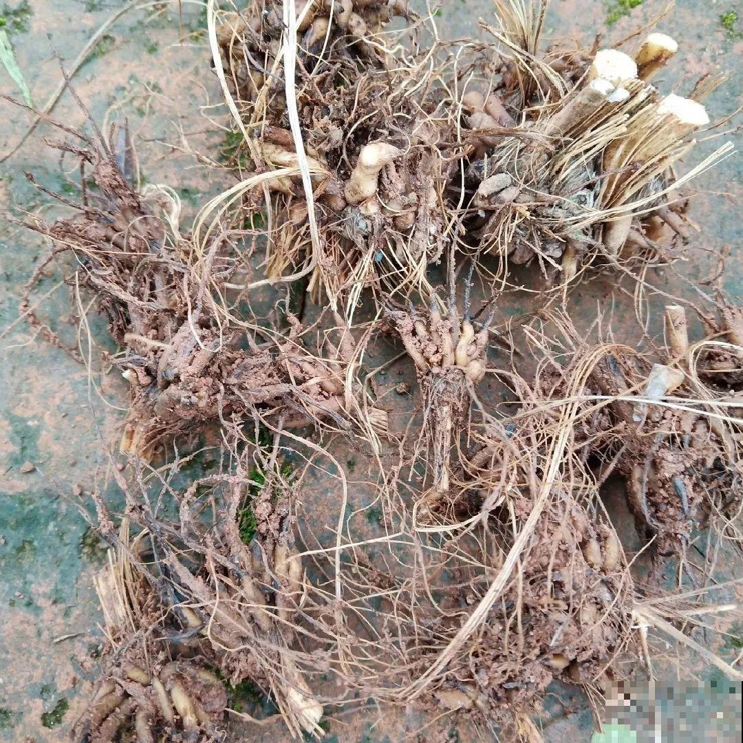 家里养盆花毛茛，开花像牡丹，艳丽多彩超漂亮