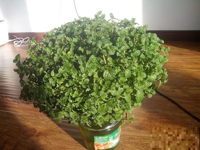 红掌喜欢纯水养，根长成人参，养10年都行！